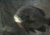 Fish Stocking Dallas Fort Worth - Lake Management Floating Fountains Aeration Irrigation Pump Systems Dallas Fort Worth Texas