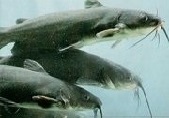 Fish Stocking Dallas Fort Worth - Lake Management Floating Fountains Aeration Irrigation Pump Systems Dallas Fort Worth Texas